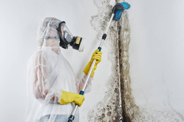 Best Mold Prevention Services  in St Johns, AZ